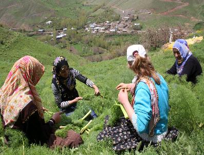Kadınların Pancar Mesaisi