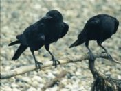 Erzincan'da karga saldırıları korkuttu