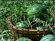 Kabak aşılı karpuz satışının yasaklanması olumlu karşılandı