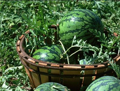 Kabak aşılı karpuz satışının yasaklanması olumlu karşılandı