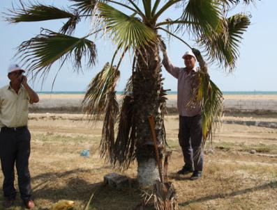 Burnaz Aile Plajı Sezona Başladı