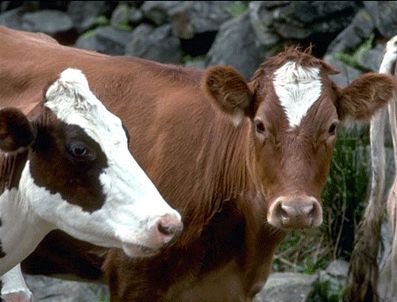 İnek gibi bakma' sözü tarih oluyor ‎