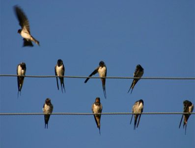 Kırlangıç kurtarma operasyonu