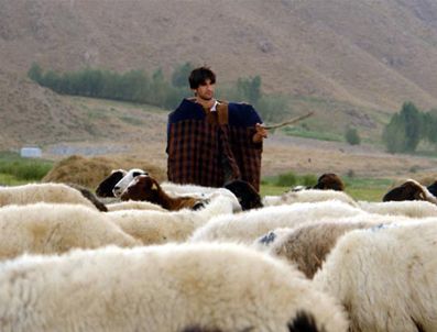 Malatya'da 2 bin 500 lira maaşa çoban aranıyor