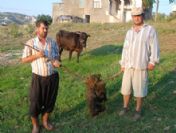 Ölen ineğin karnından 50 Kg ip çıktı