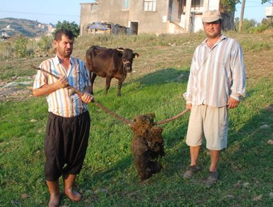 Ölen ineğin karnından 50 Kg ip çıktı
