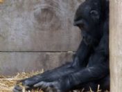Dans eden Goril, internette izlenme rekoru kırıyor
