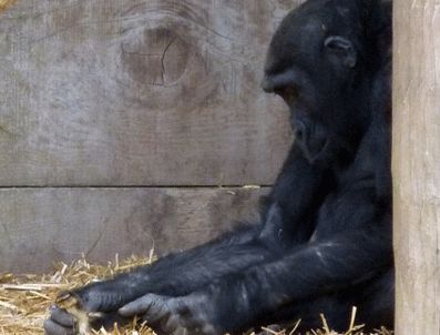Dans eden Goril, internette izlenme rekoru kırıyor