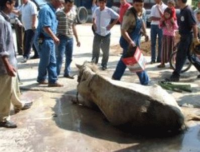 Dereden at kurtarma operasyonu