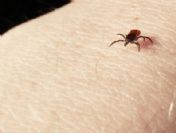 Keneye bir kurban daha