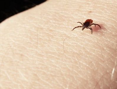 Keneye bir kurban daha