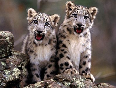 Philadelphia hayvanat bahçesi