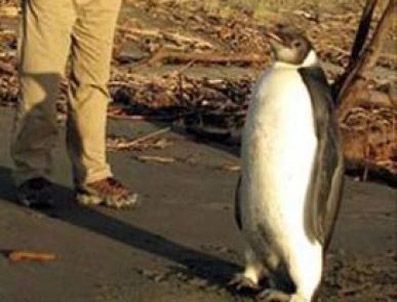 ANTARKTIKA - Yolunu kaybeden Penguen plajda bulundu