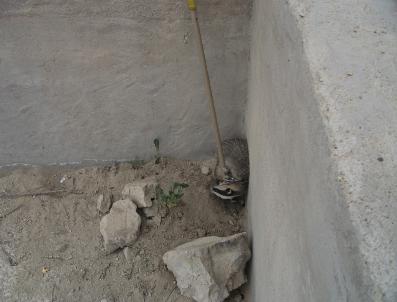 İtfaiye Porsuğu Kurtardı