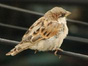 Kent kuşları şaşırtıyor