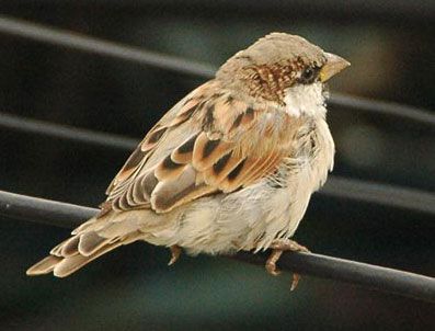 Kent kuşları şaşırtıyor