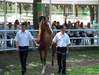 Lüks Daire Fiyatına Taylar Kapışıldı