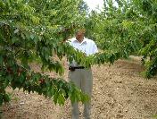 Pazarlar’Da Kiraz Sezonu Açıldı