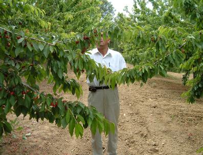 Pazarlar’Da Kiraz Sezonu Açıldı