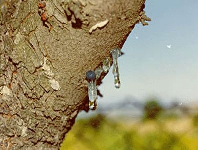 Sakız ağacı Türkiye'de de yetiştirilecek