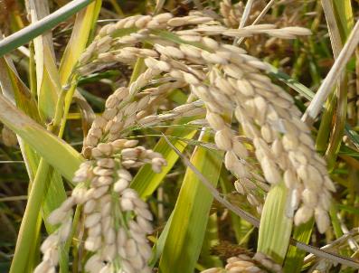 Sezon Pirinç, Yurtdışında Çeltik Tarlası Bakıyor