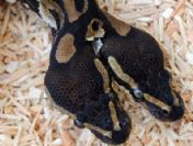 Almanya'da iki başlı yılan bulundu