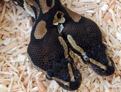 Almanya'da iki başlı yılan bulundu