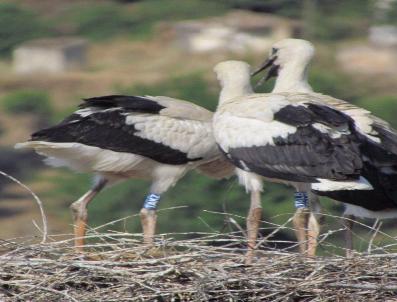 BELEVI - Leyleklere Bilimsel Takip