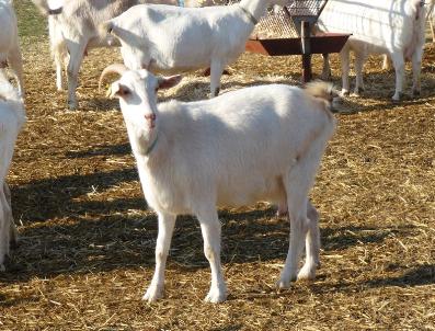 SAANEN - Engelliler, Saanen Keçisi Yetiştirecek