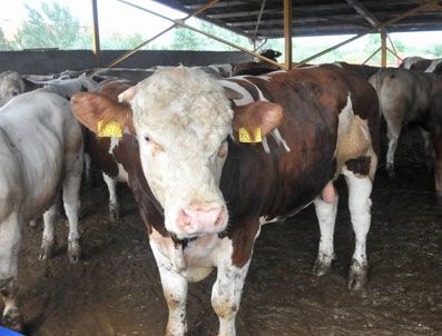 BLOOMBERG - Hayvan ithalatı cari açığı büyüttü