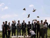 Kınalı Keklikler Doğaya Bırakıldı