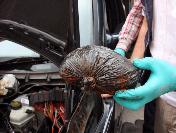 Narkotik Köpeklerini Yanıltmak İçin Uyuşturucunun Üzerine Kahve Döktüler