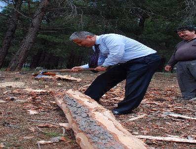 SEYFETTİN YILMAZ - Seyfettin Yılmaz, “Orman Köylüsü Kalkındırılacak “