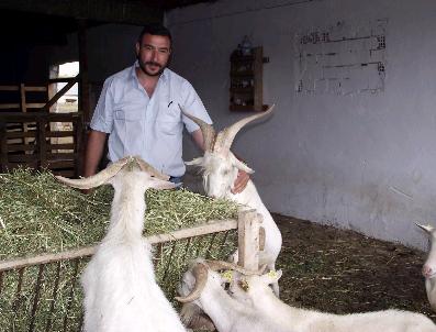 SAANEN - Anne Sütüne En Yakını Saanen Keçisinin Sütü