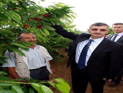 FARUK ATEŞ - Taşköprü‘de Kiraz Tarla Günü