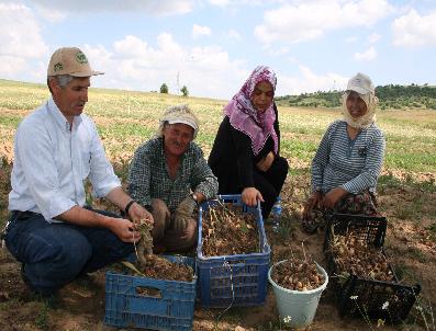 AKÇAALAN - Köprübaşı‘da Lale Soğanı Hasadı Başladı