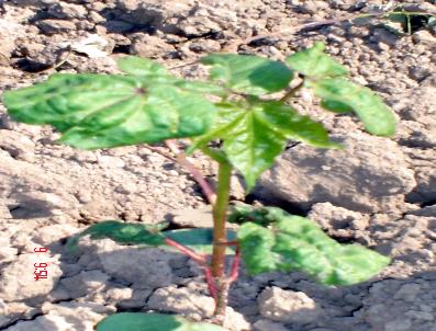 Nazilli Pamuk’A Sözleşmeli 5 Adet Ziraat Mühendisi Alınacak