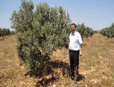 Didim’De Kaliteli Zeytinyağı Elde Etme Şartları Ve Tadım Eğitimi