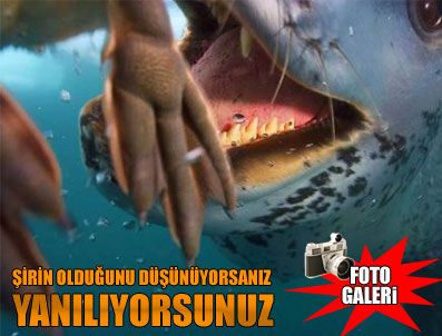 Hayvanların avlanma anları