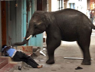 Hindistan'da fil vahşeti