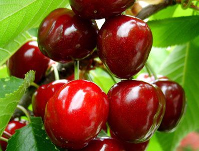 Kirazda ilk ürün sevindirdi