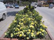 Kırşehir‘in Gülleri Açıyor