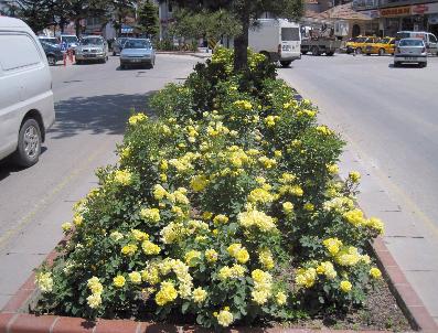 Kırşehir‘in Gülleri Açıyor