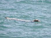 Akdeniz Fokları Erdemli Sahillerini Mesken Tuttu