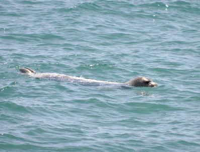 Akdeniz Fokları Erdemli Sahillerini Mesken Tuttu