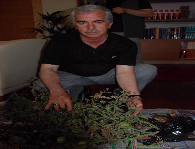 AHMET DEMIRCI - Aydın’Da Domates Fidelerinde Görülen Hastalıkla İlgili Çalışmalar