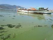 Bafa Gölü’Nde Korkulacak Bir Durum Yok