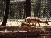 Gaziantep Hayvanat Bahçesine Yeni Üyeler Katıldı