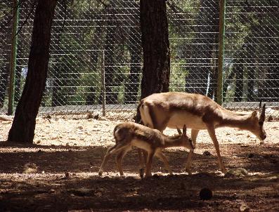 Gaziantep Hayvanat Bahçesine Yeni Üyeler Katıldı