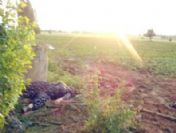 Kütahya'ya yıldırım düştü 2 ölü 3 yaralı